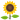 :Sunflower: